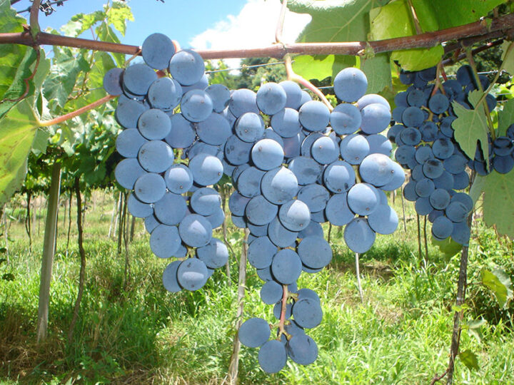 Estudo revela a riqueza nutricional dos sucos de uva brasileiros