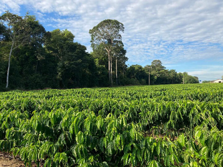 Estudo mapeia e estima estoque de carbono da cafeicultura de Rondônia