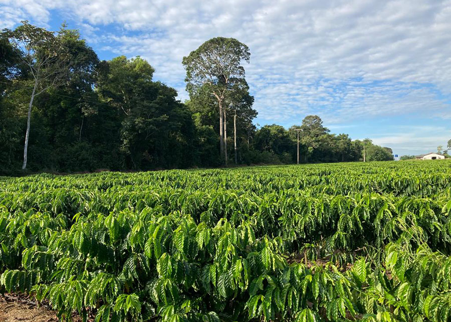 Estudo mapeia e estima estoque de carbono da cafeicultura de Rondônia