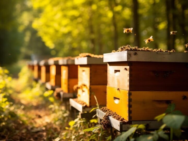 Pesquisa aponta crescimento da cadeia do mel, resultado dos programas de incentivo do Governo de Rondônia