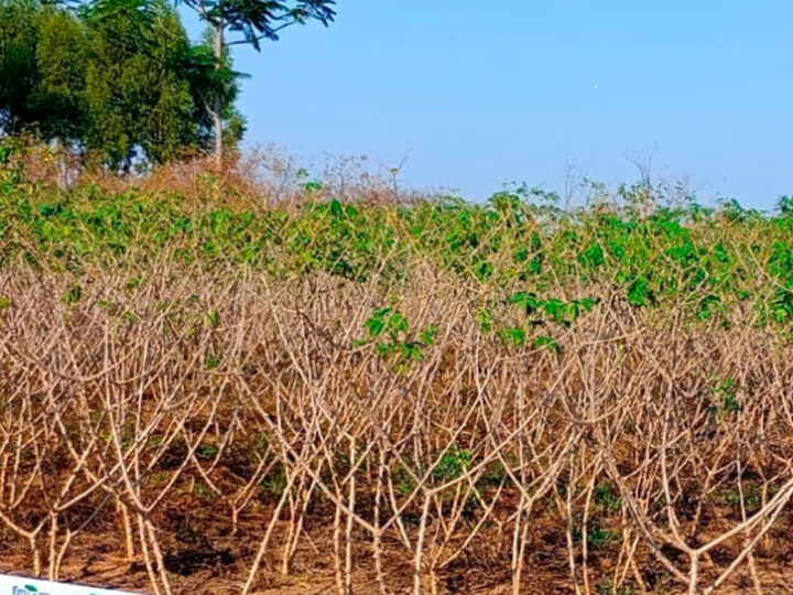Nova tecnologia de produção de mandioca é apresentada pela Emater para fortalecer agricultura familiar