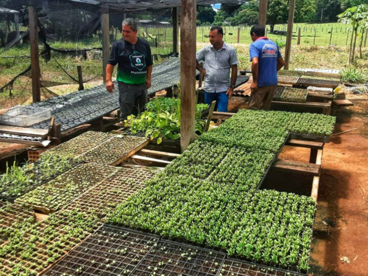 Costas Marques: Agricultores recebem incentivo para produção de hortaliças