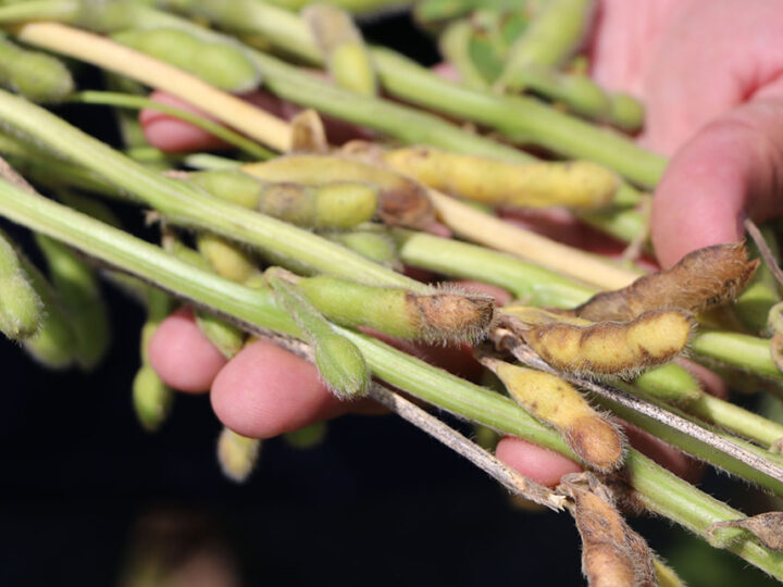 Cientistas avaliam fungicidas e cultivares para combater a podridão de grãos na soja