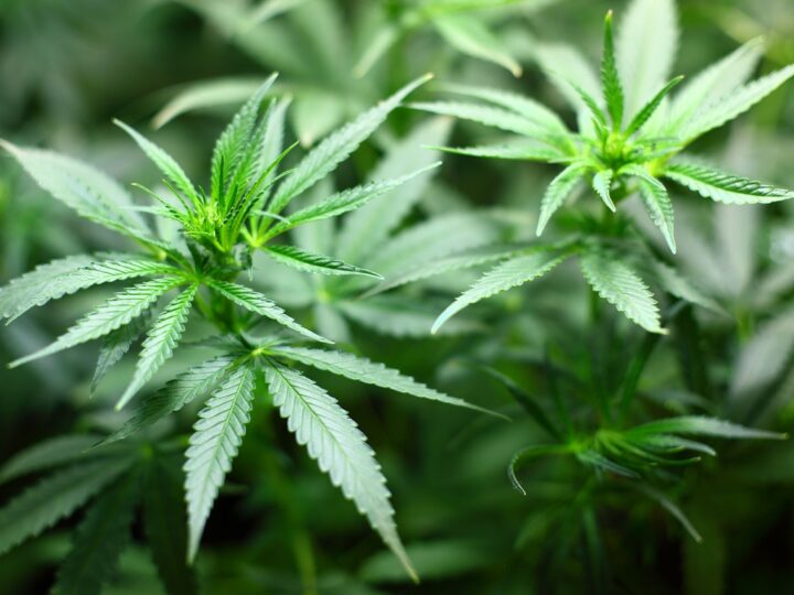 Congresso discute uso de cannabis medicinal para tratamento da dor