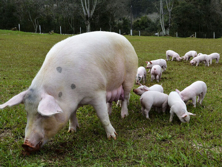 Brasil tem o menor custo de produção de suínos entre 17 países
