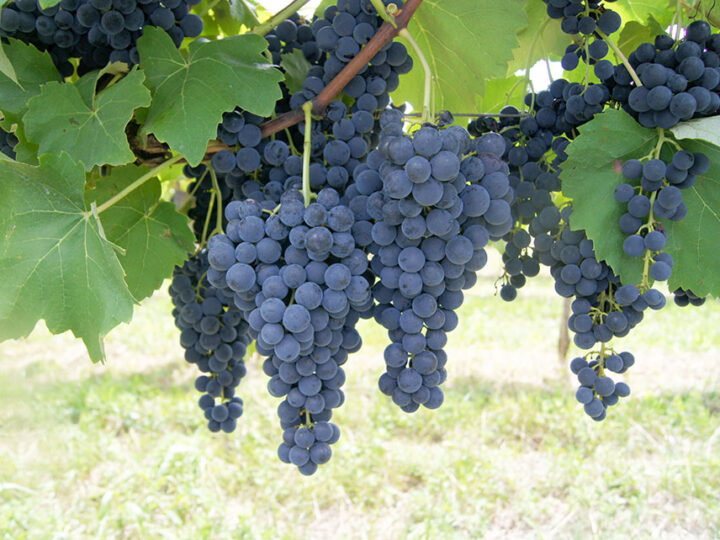 Método inovador revela segredos do amadurecimento da uva