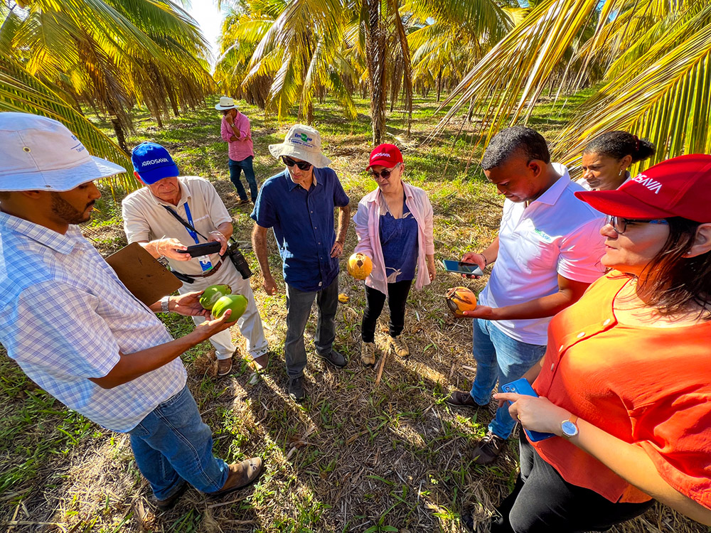 Pesquisadores colombianos buscam cooperação em pragas e doenças do coqueiro