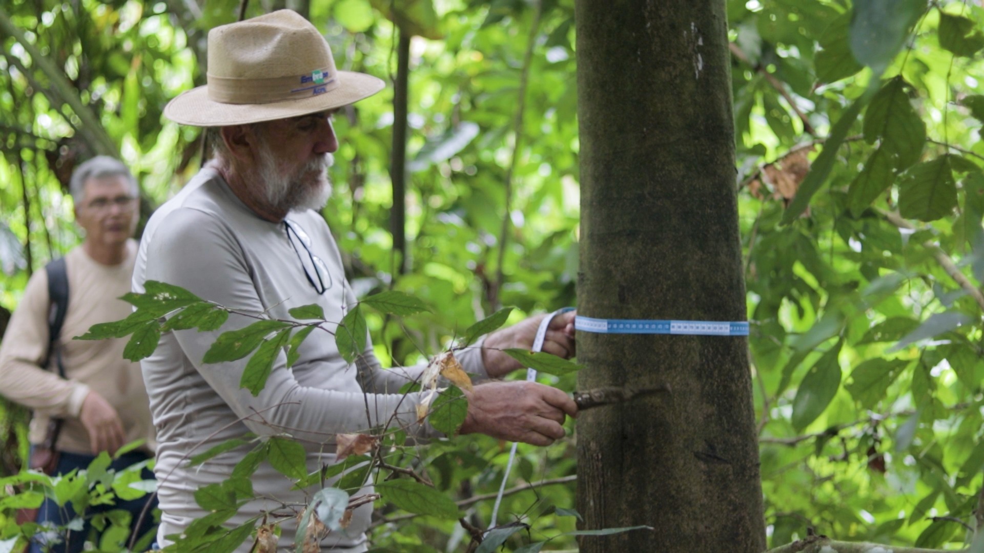 Embrapa desenvolve ações para produção de cacau nativo da Amazônia
