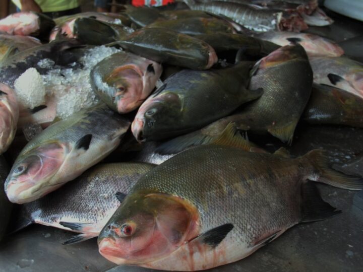 Piscicultura avança na produção de peixes nativos com investimentos realizados pelo Governo de RO