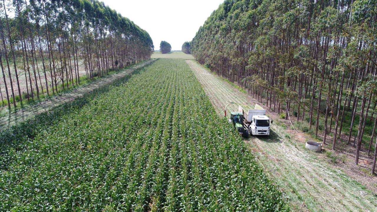 Brasil tem 28 milhões de hectares de pastagens degradadas com potencial para expansão agrícola