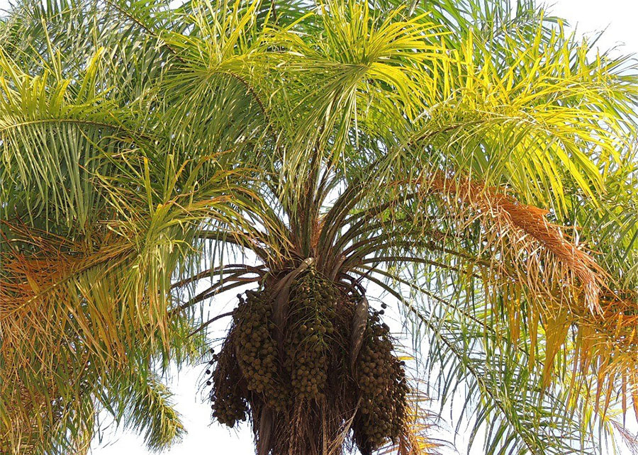 Software identifica e faz contagem de palmeiras macaúba e babaçu