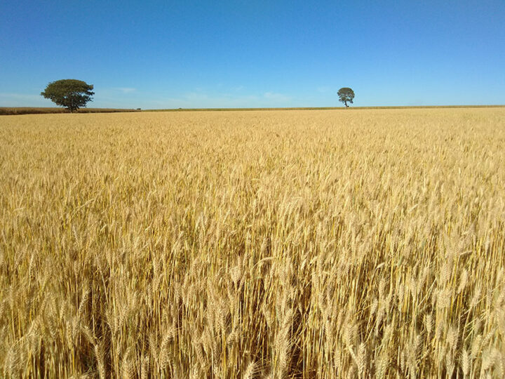 Cultivar de trigo tropical da Embrapa tem rendimento 12% superior em anos secos