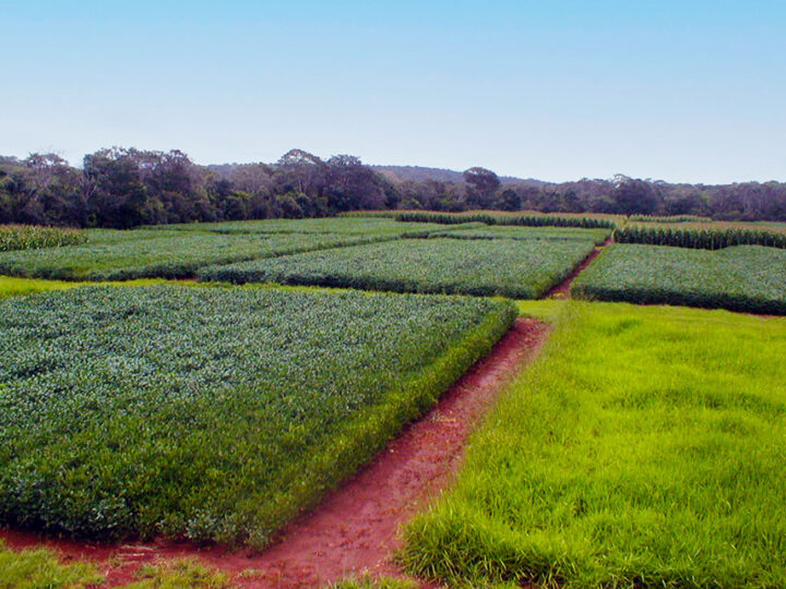 Plantio Direto e sucessão de culturas selecionadas para mitigar emissões de óxido nitroso no Cerrado